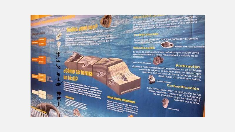 La Biblioteca Municipal acoge una exposición con una selección de fósiles del Patrimonio Paleontológico