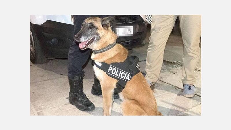 La Policía Local refuerza temporalmente la lucha contra el ‘menudeo’ con la incorporación de un perro adiestrado