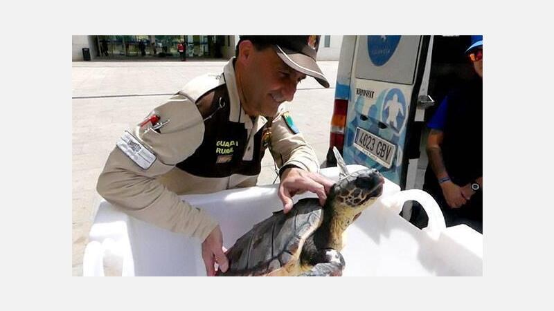 Regresa al mar tras meses de recuperación la tortuga varada en Benidorm el pasado julio