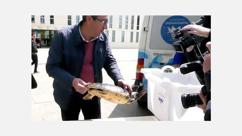 Regresa al mar tras meses de recuperación la tortuga varada en Benidorm el pasado julio