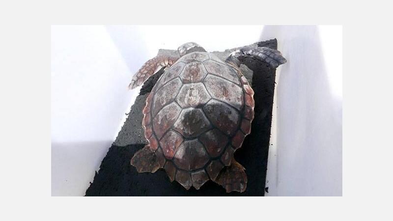 Regresa al mar tras meses de recuperación la tortuga varada en Benidorm el pasado julio