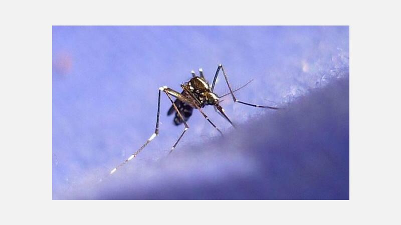 Benidorm reedita la campaña de información para evitar la aparición del Mosquito Tigre