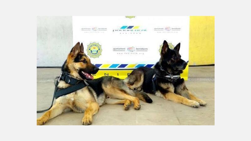 La unidad K-9 de la Policía Local, protagonista del reportaje de “Las mañanas de La 1” grabado ayer noche en Benidorm