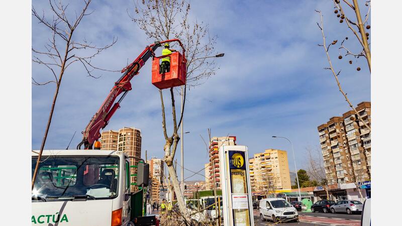 Espacio Público avanza en la poda de todo el arbolado de Benidorm
