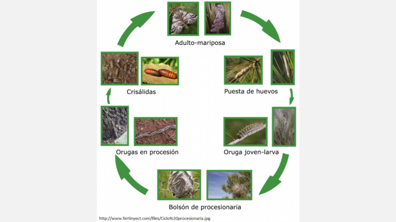 Ciclo procesionaria