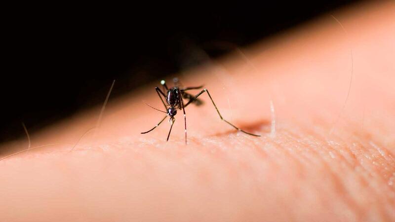 Ante la llegada del verano, el Ayuntamiento de Benidorm e Hidraqua lanzan una campaña para combatir el mosquito tigre