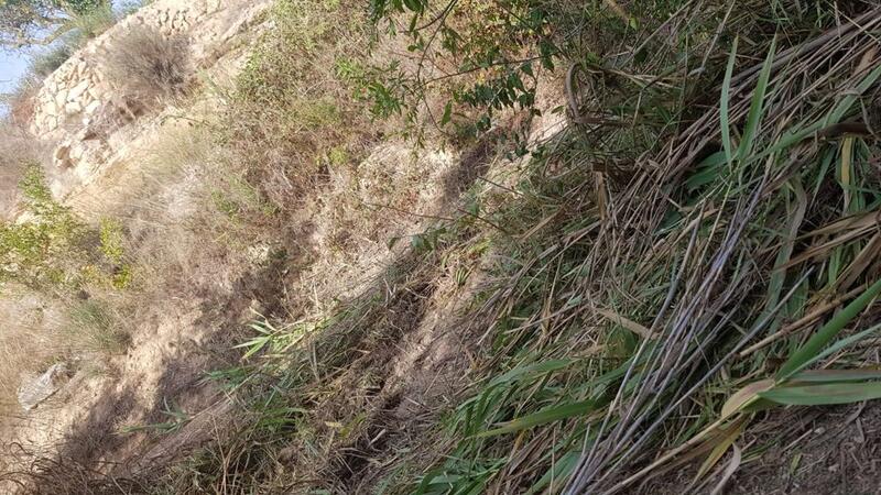 Benidorm undertakes the cleaning of Barceló and Derramador ravines to minimize the effects of possible torrential rains