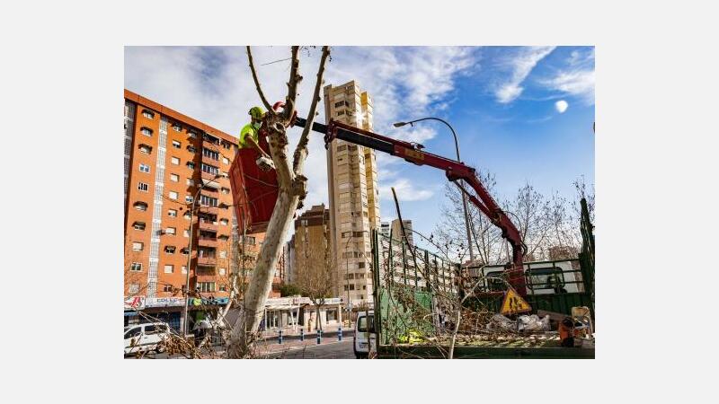 Espacio Público avanza en la poda de todo el arbolado de Benidorm