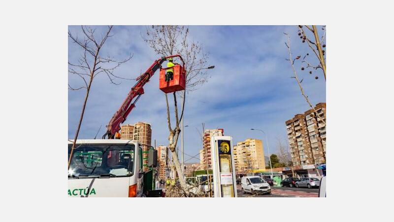 Espacio Público avanza en la poda de todo el arbolado de Benidorm