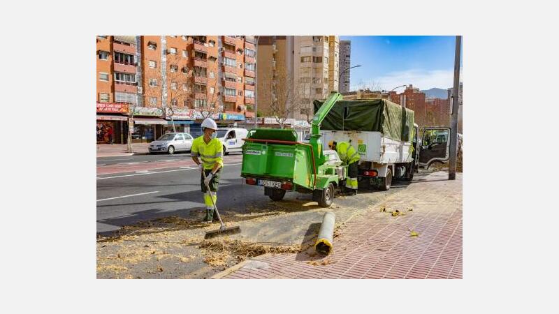 Espacio Público avanza en la poda de todo el arbolado de Benidorm