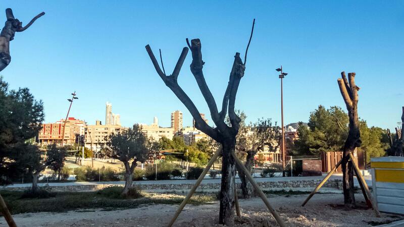 Espacio Público planta en los últimos meses 400 árboles, que podrán absorber al año más de 55 toneladas de CO2 