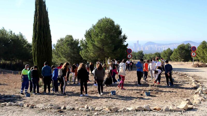 El ‘Bosc dels xiquets’ de Benidorm supera los 2.500 ejemplares de arbustos y árboles plantados por alumnado de Primaria