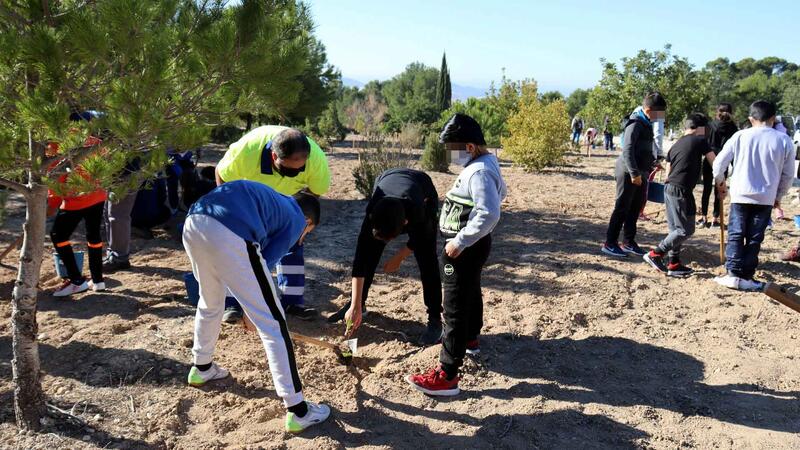 El ‘Bosc dels xiquets’ de Benidorm supera los 2.500 ejemplares de arbustos y árboles plantados por alumnado de Primaria