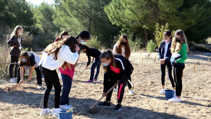 El ‘Bosc dels xiquets’ de Benidorm supera los 2.500 ejemplares de arbustos y árboles plantados por alumnado de Primaria