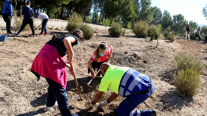 El ‘Bosc dels xiquets’ de Benidorm supera los 2.500 ejemplares de arbustos y árboles plantados por alumnado de Primaria