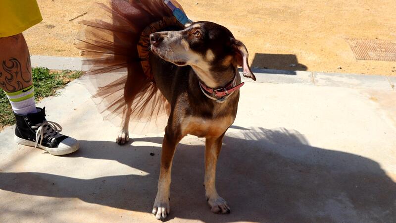 Soundtracks, urban dance, jazz and magic come together in a solidarity event in favor of the Animal Shelter