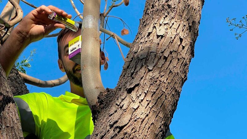 Benidorm opta per la lluita biològica per a combatre el pugó de les jacarandes