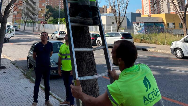 Benidorm opta per la lluita biològica per a combatre el pugó de les jacarandes