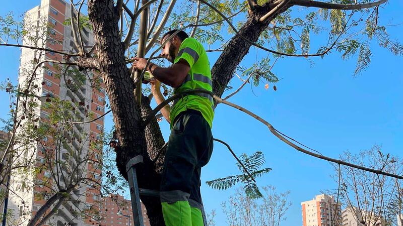 Benidorm opta per la lluita biològica per a combatre el pugó de les jacarandes