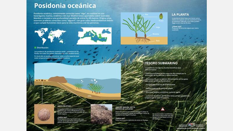 Cartel informativo posidonia 