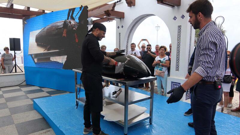 El ronqueo de un ejemplar de 170 kilos prologa las terceras Jornadas del Atún rojo de Benidorm