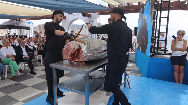 El ronqueo de un ejemplar de 170 kilos prologa las terceras Jornadas del Atún rojo de Benidorm