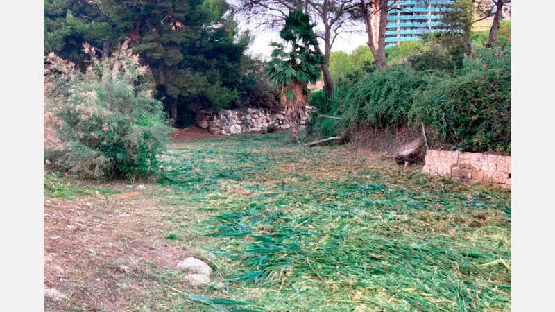 Benidorm once again cleans the urban sections of the ravines to minimize the effects of possible heavy rains