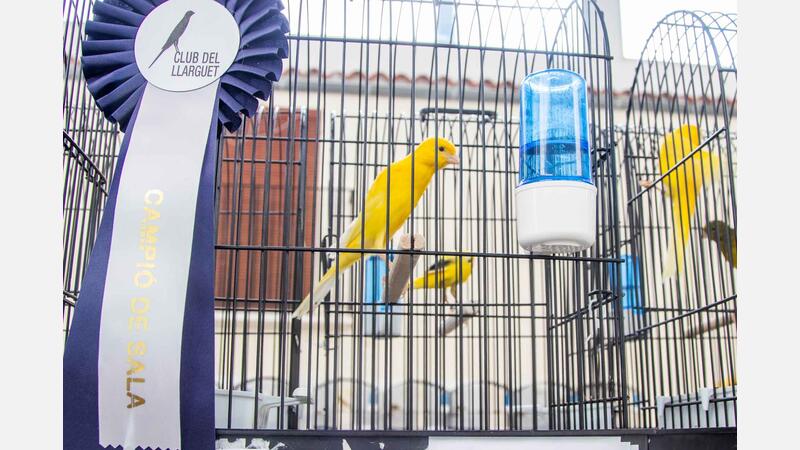 650 birds compete in the XXII