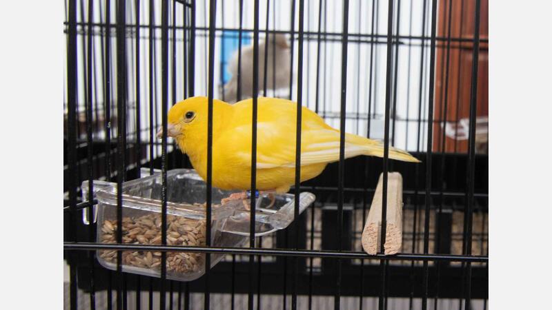 650 birds compete in the XXII