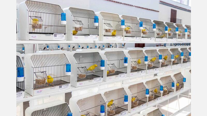 650 birds compete in the XXII