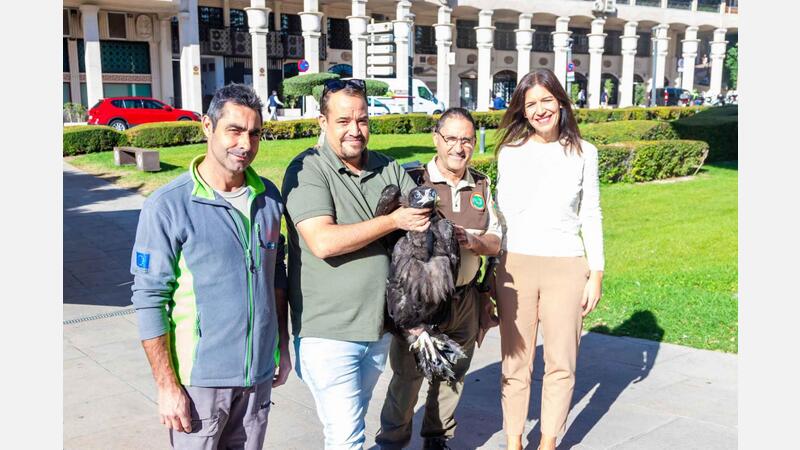 Recuperación buitre negro