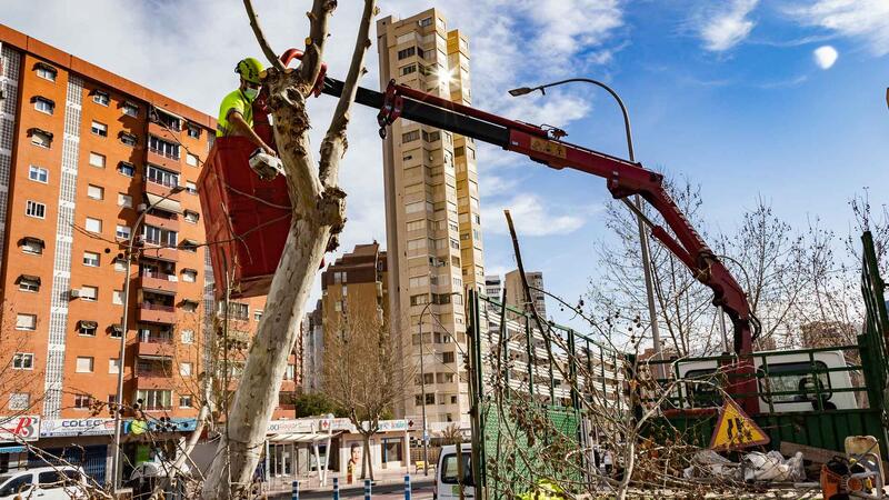 Benidorm ejecuta labores de poda para mantener el arbolado de la ciudad en perfectas condiciones