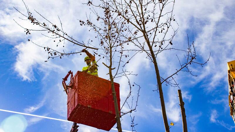 Benidorm ejecuta labores de poda para mantener el arbolado de la ciudad en perfectas condiciones