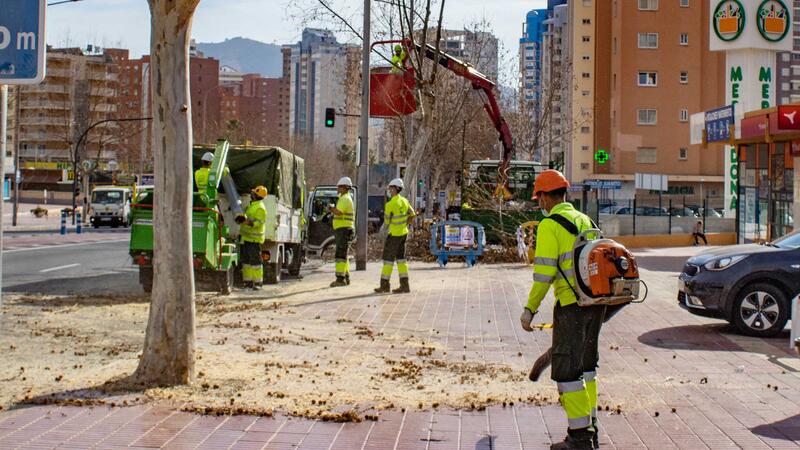 Benidorm ejecuta labores de poda para mantener el arbolado de la ciudad en perfectas condiciones