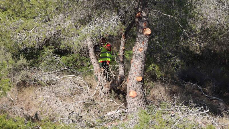 Benidorm inicia les actuacions de prevenció contra incendis al parc del Moralet