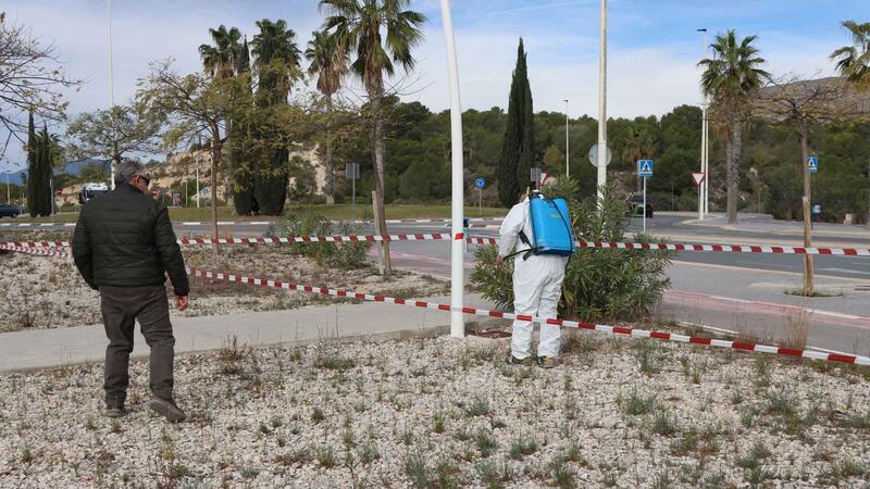 Benidorm prueba un novedoso sistema natural para combatir las malas hierbas en parques, jardines y vías públicas