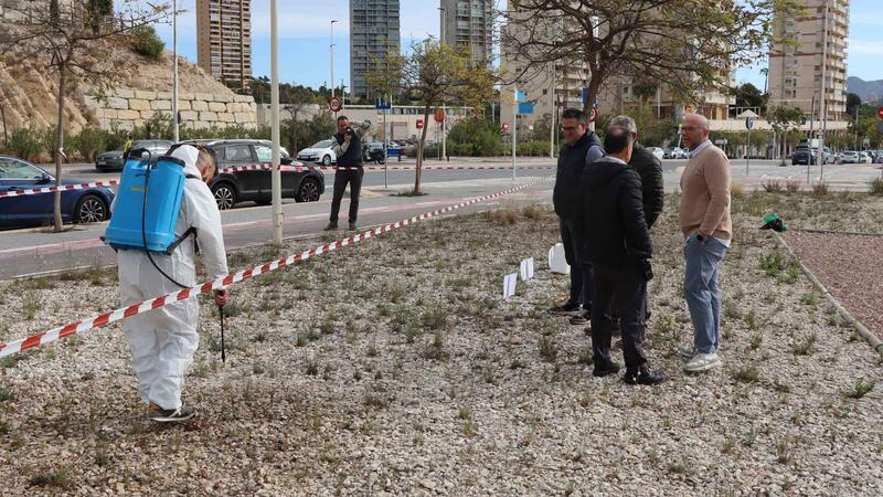 Benidorm prueba un novedoso sistema natural para combatir las malas hierbas en parques, jardines y vías públicas