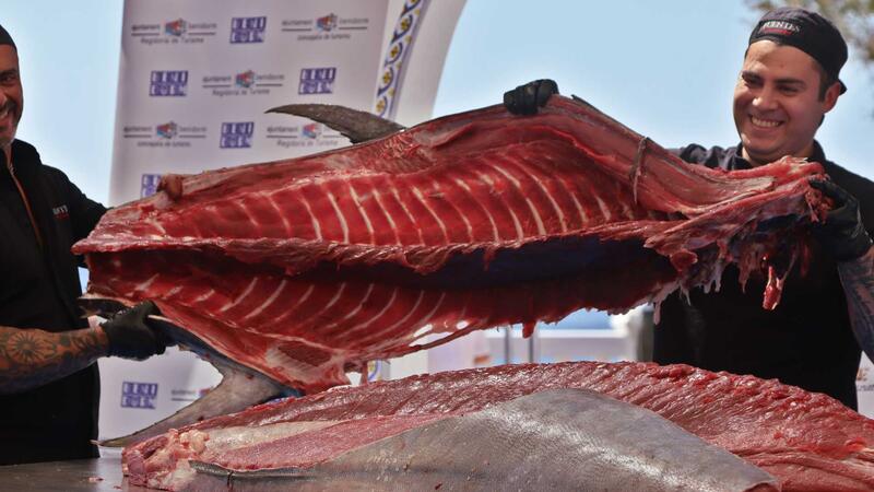 El ronqueo de un ejemplar de 270 kilos marca el inicio de las ‘IV Jornadas del Atún’, la segunda etapa del Benidorm Gastronómico 2024 