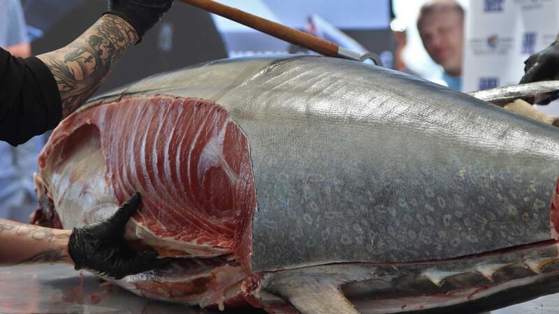 El ronqueo de un ejemplar de 270 kilos marca el inicio de las ‘IV Jornadas del Atún’, la segunda etapa del Benidorm Gastronómico 2024 