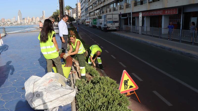 Benidorm lanza una campaña para proteger las plantas con motivo del inicio de la renovación de la jardinería en Poniente