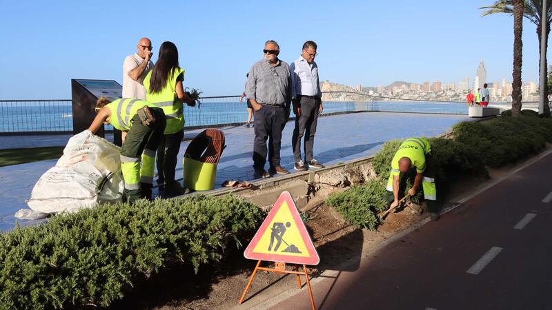 Benidorm lanza una campaña para proteger las plantas con motivo del inicio de la renovación de la jardinería en Poniente