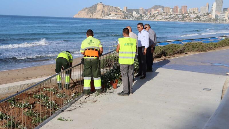 Benidorm lanza una campaña para proteger las plantas con motivo del inicio de la renovación de la jardinería en Poniente