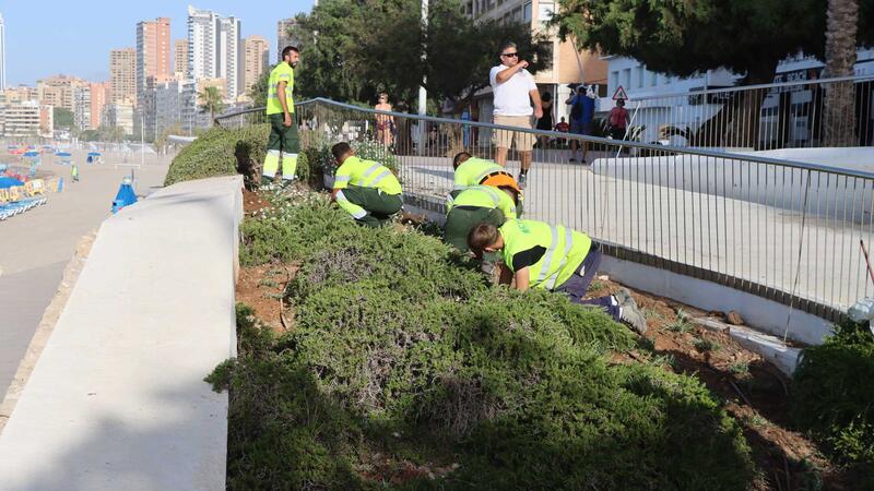 Benidorm lanza una campaña para proteger las plantas con motivo del inicio de la renovación de la jardinería en Poniente