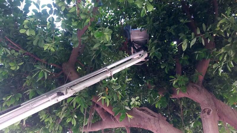 Benidorm poda el icónico ficus de la Plaza de la Hispanidad para garantizar la seguridad ante un posible estrés hídrico del ejemplar 