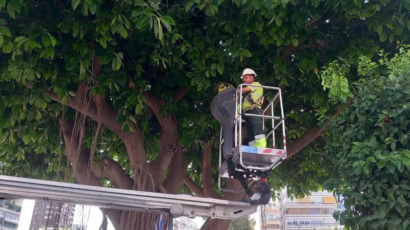 Benidorm poda el icónico ficus de la Plaza de la Hispanidad para garantizar la seguridad ante un posible estrés hídrico del ejemplar 