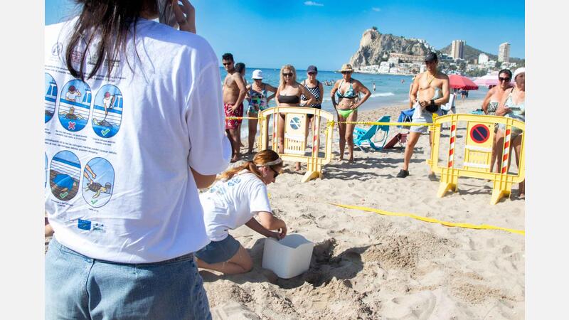 A loggerhead turtle lays eggs on Poniente beach in Benidorm