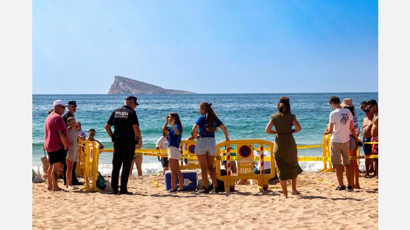 A loggerhead turtle lays eggs on Poniente beach in Benidorm