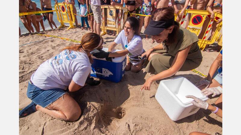 A loggerhead turtle lays eggs on Poniente beach in Benidorm