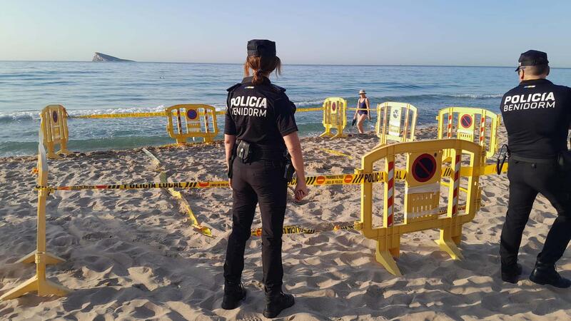 A loggerhead turtle lays eggs on Poniente beach in Benidorm