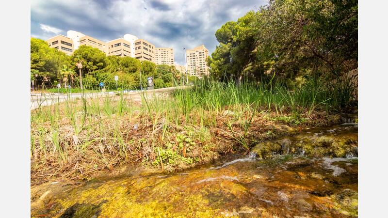 Benidorm limpia los tramos urbanos de los barrancos para minimizar los efectos de posibles gotas frías y lluvias torrenciales